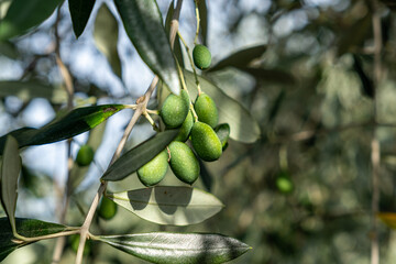Close-up of growing olive branch in sunny summer day with green bushes and sky in background