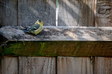 Juvenile blue tit bird, cyanistes caeruleus. Less than an hour after fledging from the nest box, juvenile bluetit perched on a flower box border