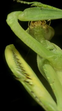 VERTICAL VIDEO: Close-up of large green praying mantis cleaning its front paws. Extreme close up