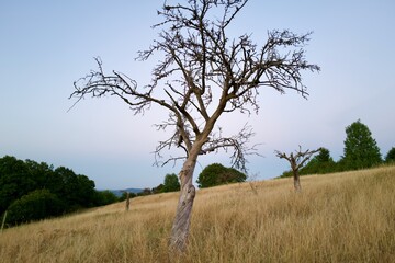 Dead dry tree in a meadow of brown dry Gras