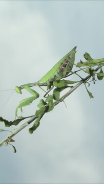VERTICAL VIDEO: Close-up of large female green praying mantis sitting on branch on cloudy sky background. 