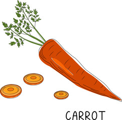 Vector illustration of a ripe carrot with leaves, slices and lettering  in a doodle style on a white background.