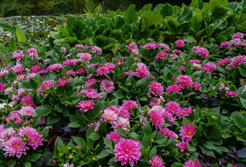 Fototapeta na wymiar Dahlia flowers in full bloomin a botanical garden near Victoria, British Columbia, CAnada,