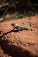 A 1 Lizard show