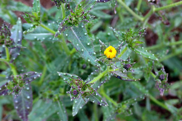 yellow flower