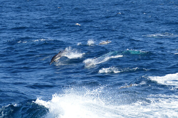 dolphin jumping in the sea