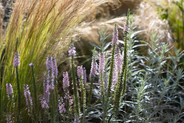 Flower border with stipa tenuissima and ornamental sage