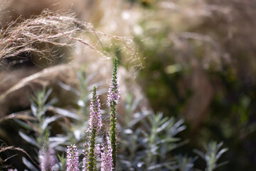 Flower border with stipa tenuissima and ornamental sage