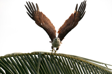 A Brahminy kite taking off from a coconut tree with wings widespread in Kerala backwaters
