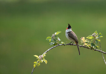 red whiskered bulbul isolated on a yellow flower branch 