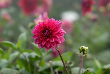 pink dahlia flower isolated 