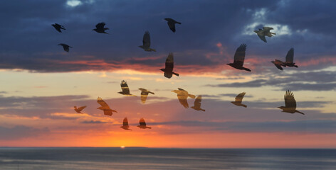 summer sea background and flying birds