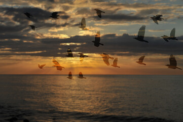 Fototapeta na wymiar summer sea background and flying birds