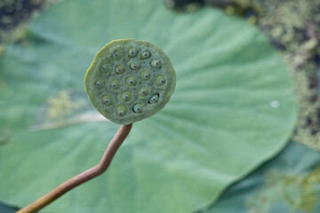close up of lotus seeds in a pond in Nagercoil