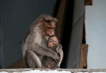 mother and baby macaque in a loving hug and kiss  in Kodaikanal