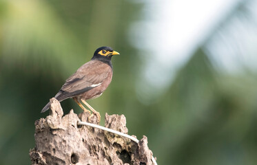 A common mynah isolated on a stump in Allepey, Kerala