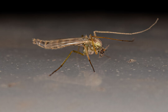 Adult Non-biting Midge