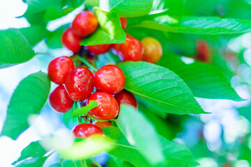 New crop of sweet cherries. Delicious natural treat. Beautiful red berries on a background of green foliage. Ripe cherries in the garden