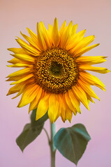 Naklejka premium blooming sunflower flower closeup