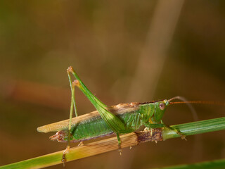 grasshopper on a leaf