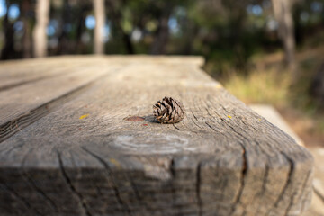 pine on a wooden table in the forest