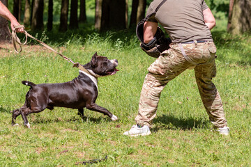 A pit bull attacks a cynologist during aggression training.