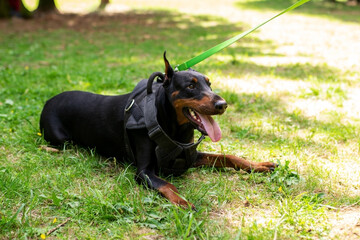 Beautiful doberman, sticking out his tongue, lies on the green grass