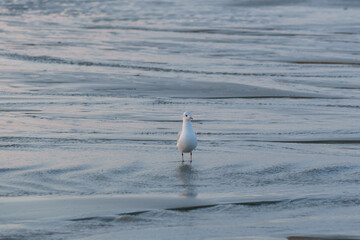 Single seagull bird on the wet beach of the north sea in soft evening light