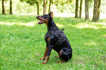 Handsome doberman sits on green grass, side view