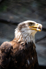 Bald Eagle in Zoo