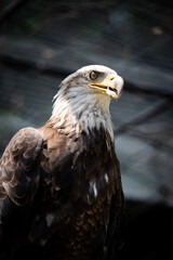 Obraz premium Bald Eagle in Zoo