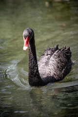 Fototapeta premium Australian Black Swan with Orange Beak