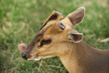 Muntjac barking deer or rib-faced deer native to South Asia and Southeast Asia