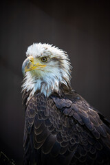 Obraz premium BALD EAGLE PORTRAITR WITH BRIGHT YELLOW EYES