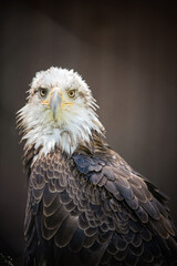 BALD EAGLE PORTRAITR WITH BRIGHT YELLOW EYES