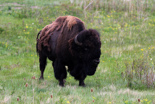 Bison At National Bison Range