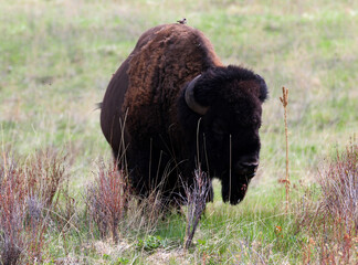 Bison at National Bison Range