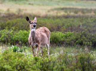 Deer in Babb Montana
