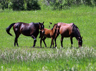 Fototapeta premium Horses in Babb Montana