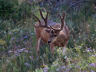 Deer in Flathead Valley Montana