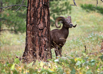 Bighorn Sheep at Flathead Lake