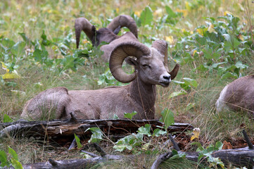 Bighorn Sheep at Flathead Lake