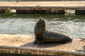 Fototapeta premium Sea lion sits on the boat dock.