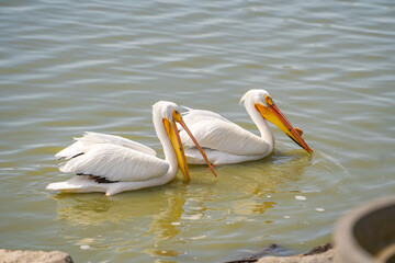 A couple of American white pelicans in nature.