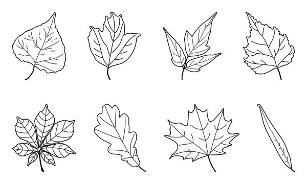 Set of vector outline leaves