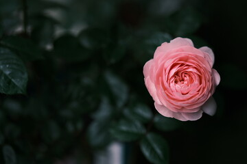 花　植物　バラ　紫陽花　rose　ガーデニング