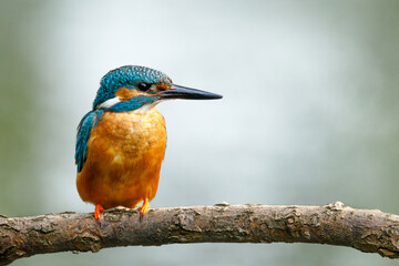 Portrait of kingfisher male. Common kingfisher, Alcedo atthis, perched on branch near nesting burrow. Flying gemstone. Wildlife nature. Colorful bird in breeding season. Hunting river kingfisher.