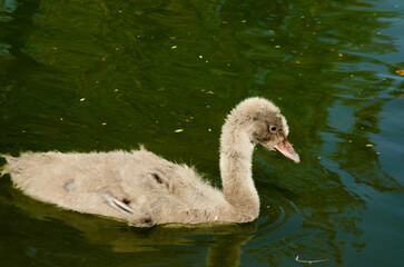 Single duck swimming in a lake.
