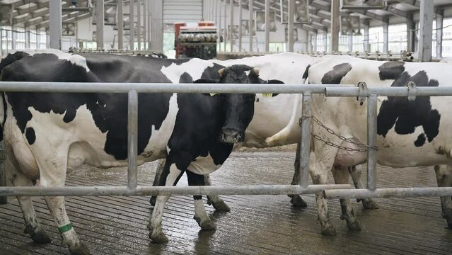 Cows move around the barn and a self-propelled mixer pours them food. The process of feeding cows