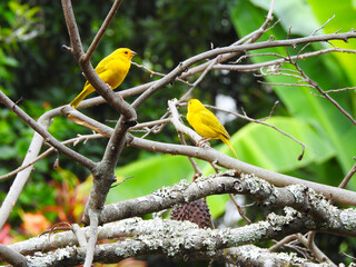 Pájaro canario amarillo